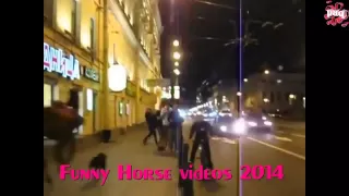 Best Funny Horse Videos Compilation 2015 HD   Funniest Horse Videos | funny horse