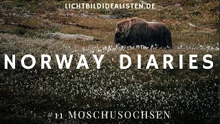 Moschusochsen im Dovrefjell Nationalpark in Norwegen fotografieren - Norway Diaries #11