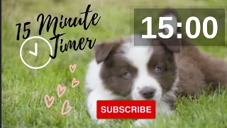 15 Minute Puppy  Countdown Timer #Countdown, #Timer, #15Minute, #Puppies, #Puppy, #dog, #dogs, #Cute