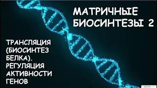 МАТРИЧНЫЕ БИОСИНТЕЗЫ 2: ТРАНСЛЯЦИЯ (БИОСИНТЕЗ БЕЛКА). РЕГУЛЯЦИЯ АКТИВНОСТИ ГЕНОВ