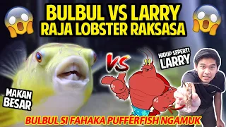 LARRY RAJA LOBSTER NEKAT MASUK KANDANG BULBUL SI FAHAKA PUFFERFISH! BULBUL MAKAN BESAR!