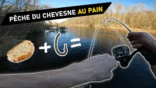 PÊCHE DU CHEVESNE AU PAIN, TRAQUE LE LONG DE L'ALLIER