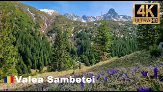 Ai clipit?Posibil sa fi ratat brandusele din Muntii Fagaras - Drumetie Cabana Valea Sambetei(4K UHD)