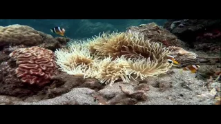 Clown Fish   My animal friends   Animals Documentary  Kids educational Videos   YouTube 360p