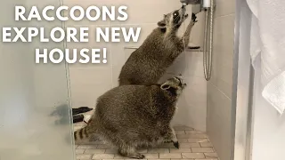 Raccoon Proofing Our New House! (& raccoons first look inside)