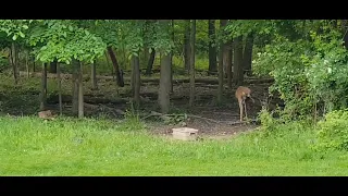 Deer Family - May 2024