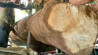 proses produksi penggergajian kayu besar dan panjang bahan baku papan dari kayu WERU.kayu alam