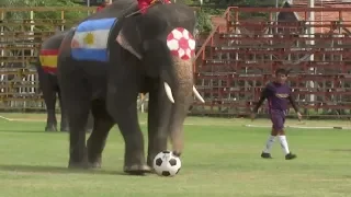 Elephant team takes on Thai schoolboys before World Cup