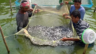 HYBRID PANGAS FISH HARVESTING PANGASIUS FISH FARMING | FISHERMAN CATCHING PANGAS SEED IN POND PART-2