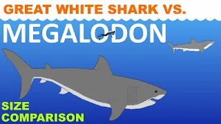 Megalodon vs Great white shark - Size Comparison - Animated