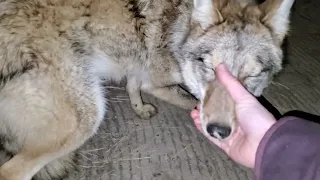 TBT of our surrender coyote Piper before being transferred to the MN Wildlife Science Center