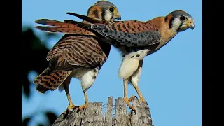 American Kestrel / Falconcito/Cernícalo (Falco sparverius)