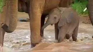 Cute Baby Elephant Trapped in River | BBC Studios