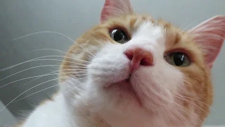 My Cat Tries To Force Me To Wake Up