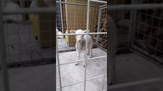 Cute Lamb Stomping Foot - Angry baby Sheep.