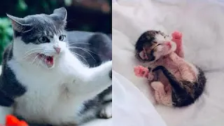 Кошка не могла родить, но увидев единственного выжившего котенка, она зашипела и кинулась на него