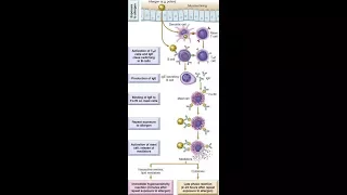 Type 1 Hypersensitivity reaction