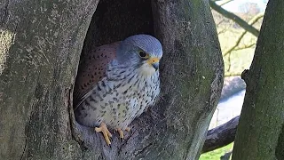 Kestrels Brave it Out After Several Brutal Raids on their Nest | Mr & Mrs Kes | Robert E Fuller