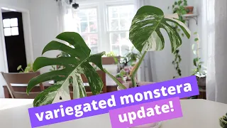 Variegated Monstera Update! | Is Sphagnum Moss Sustainable?!