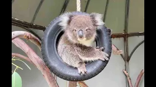 Petar  the Koala Joey in "Mission Impossible : Koala Nation"