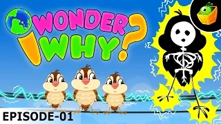 Why Birds Not Get An Electric Shock When Sits In Live Wire - I Wonder Why - Fun Facts Video For Kids