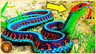 Einzigartige Schlangen, die buntesten, die je entdeckt wurden