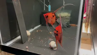 Koi Angelfish Breeding Pair #3166