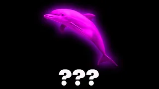 22 Dolphin Sound Variations in 30 Seconds