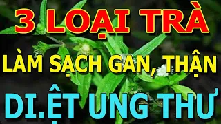 3 LOẠI TRÀ Là VUA GIẢI ĐỘC GAN, Ăn Tới Đâu GAN SẠCH TỚI ĐÓ, Biết Mà Ăn Sớm Sẽ Trường Thọ 120 Tuổi