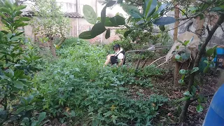 The girl picks ripe figs, their sweet fragrance filling the air