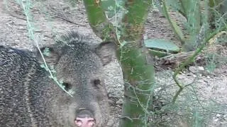 Javelina (Collared Peccary) Tucson Arizona USA