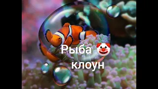 Рыба-клоуны Морской аквариум