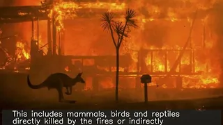 One billion animals may have been killed in Australia bushfires