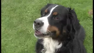 Mathe-Genie: Berner Sennenhund aus Heiligenhafen kann rechnen