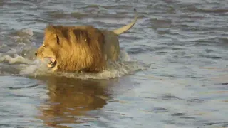 LION'S VS CROCODILE @NatGeo @natgeoabudhabime @NatGeoWild @natgeokorea