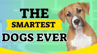 Know which are the smartest dogs ever 🤓. Top 20🥰🐶