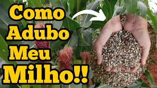 Como ADUBO meu MILHO!🌽