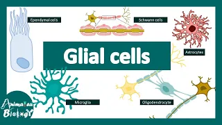 Glial Cells | Neuroanatomy Basics | Neurology |Anatomy Tutorial | USMLE