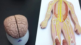 Peripheral Nervous System (PNS) lab models