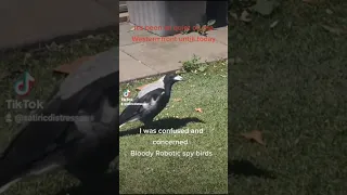 Robotic Spy birds are back