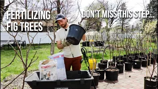 Fertilizing Fig Trees for Simplicity: When & What I Use