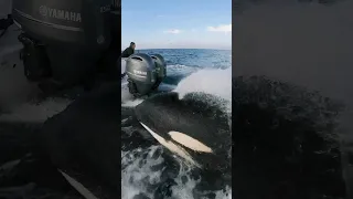 Amazing friendly orca chases our boat! #orca #nature