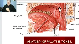 Anatomy of head and neck module in Arabic 92 (Pharynx, part 3) , by Dr. Wahdan