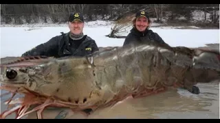 A 320 pounds Giant shrimp was captured by fishermen in Canada? 2017