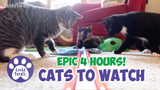 Cats For Cats To Watch - Cats For Dogs To Watch - EPIC 4 HOURS with sound! Cats Playing Cat Games