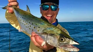 HUGE Spanish Mackerel (Catch Clean Cook) REDTIDE - Anna Maria Island, FL