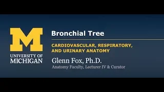 Bronchial Tree & Alveoli