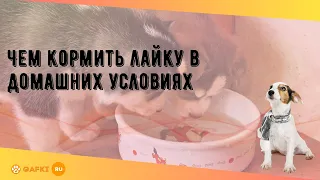 Чем кормить лайку в домашних условиях