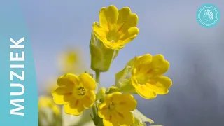 Hallo, lieve ziel - muziekvideo - een pauze van het alledaagse door de ontmoeting met onze ziel.