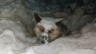 Freezing there for days, the dog didn't understand why his owner did that to him